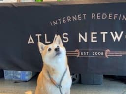 This One’s For The Doggos