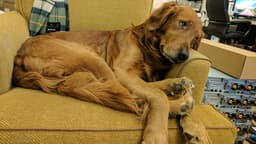 Marmot Maloney – Chief Morale Officer